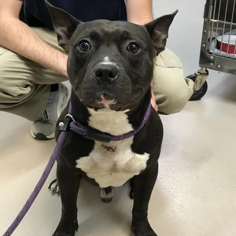 A young medium-sized male Black Pit Bull Terrier dog named Domino for adoption in Newark, NJ