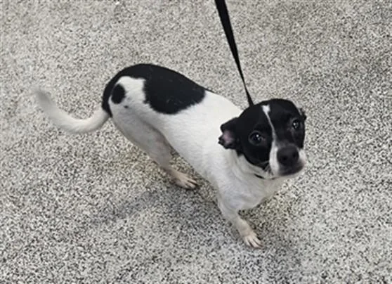 A young small-sized male Parson Russell Terrier dog named Malibu for adoption in Los Angeles, CA