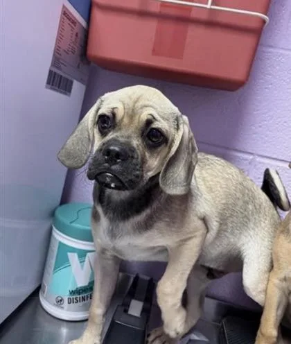 A baby medium-sized male White / Cream Mixed Breed dog named 61391536 for adoption in El Paso, TX