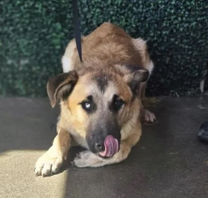 A young large-sized male Brown / Chocolate Shepherd dog named 61314270 for adoption in El Paso, TX