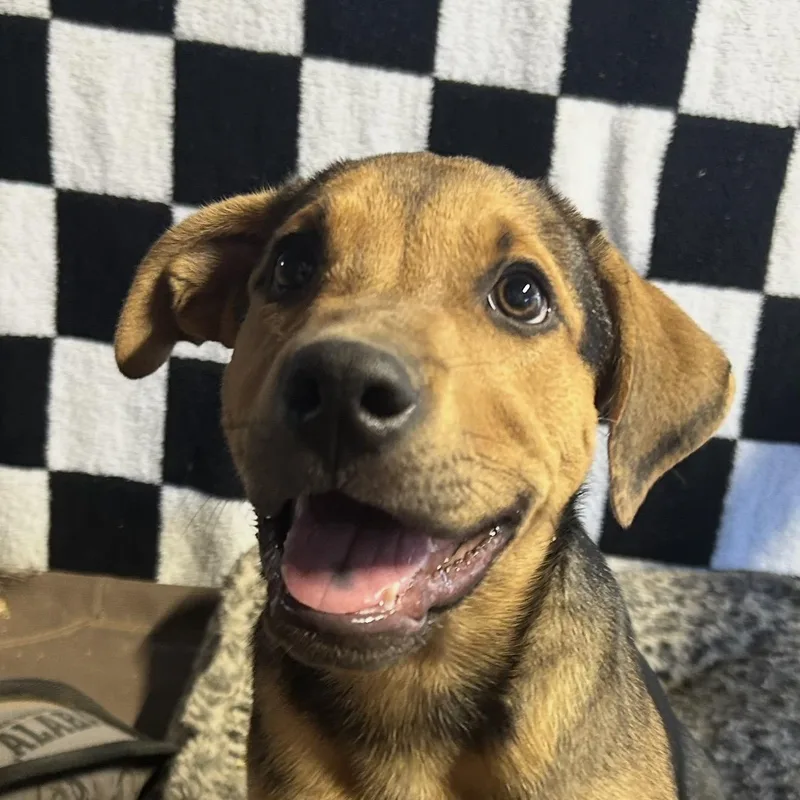 A baby large-sized male Black Mixed Breed dog named Harry for adoption in Pelham, NH