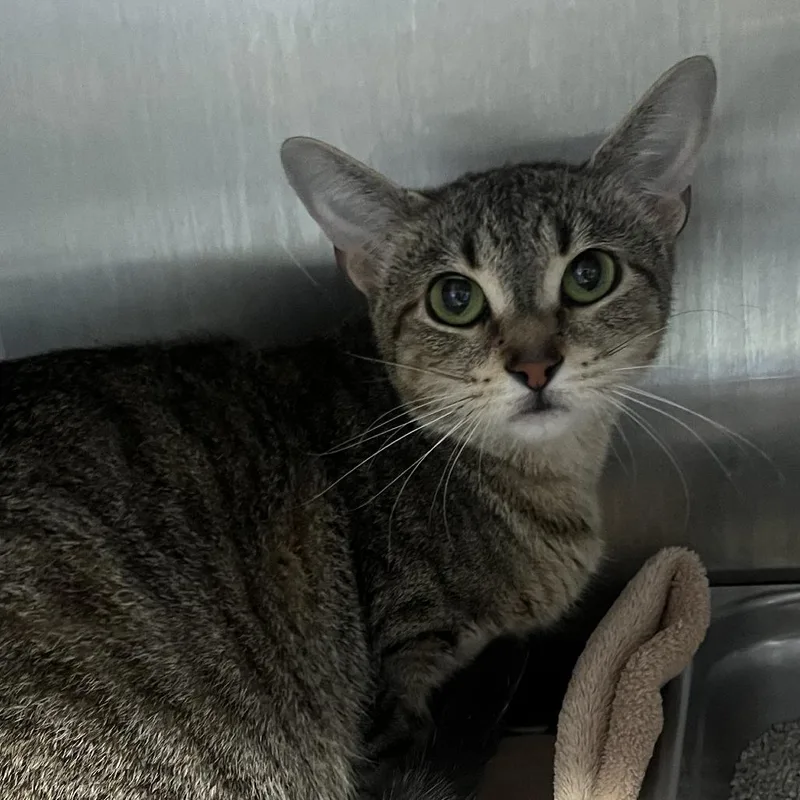 An adult medium-sized female Gray / Blue / Silver Domestic Short Hair cat named Bo Peep for adoption in Oak Park, IL