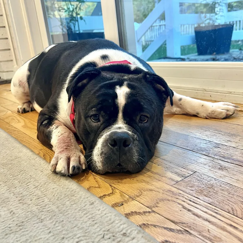 Tory Burch thumbnail 3