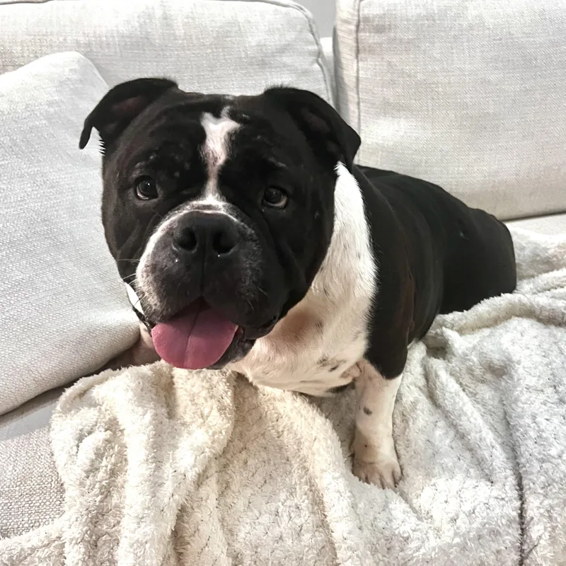 Tory Burch thumbnail 6