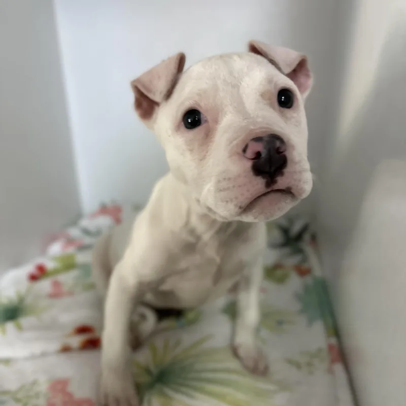 Pinkalicious thumbnail 2