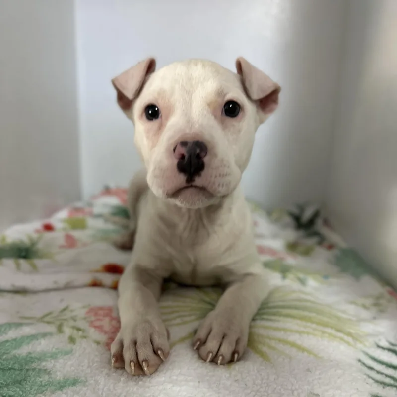 Pinkalicious thumbnail 3