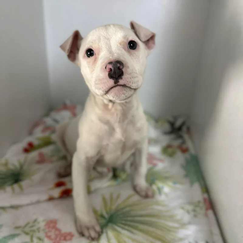 Pinkalicious thumbnail 4