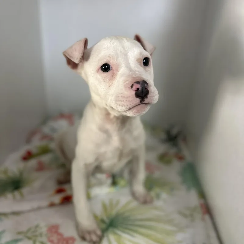 Pinkalicious thumbnail 5