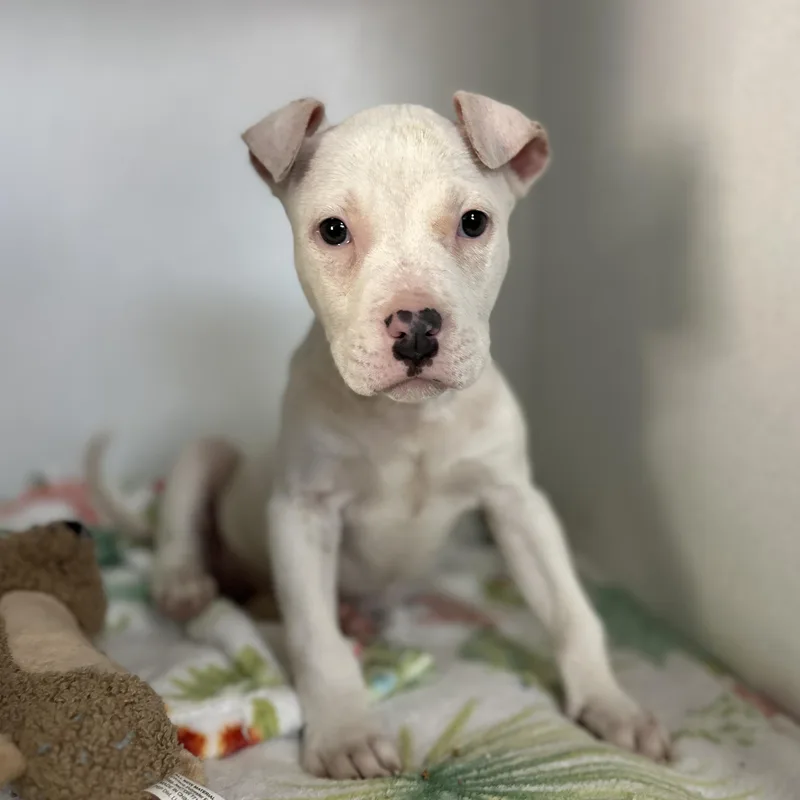 Pinkalicious thumbnail 6