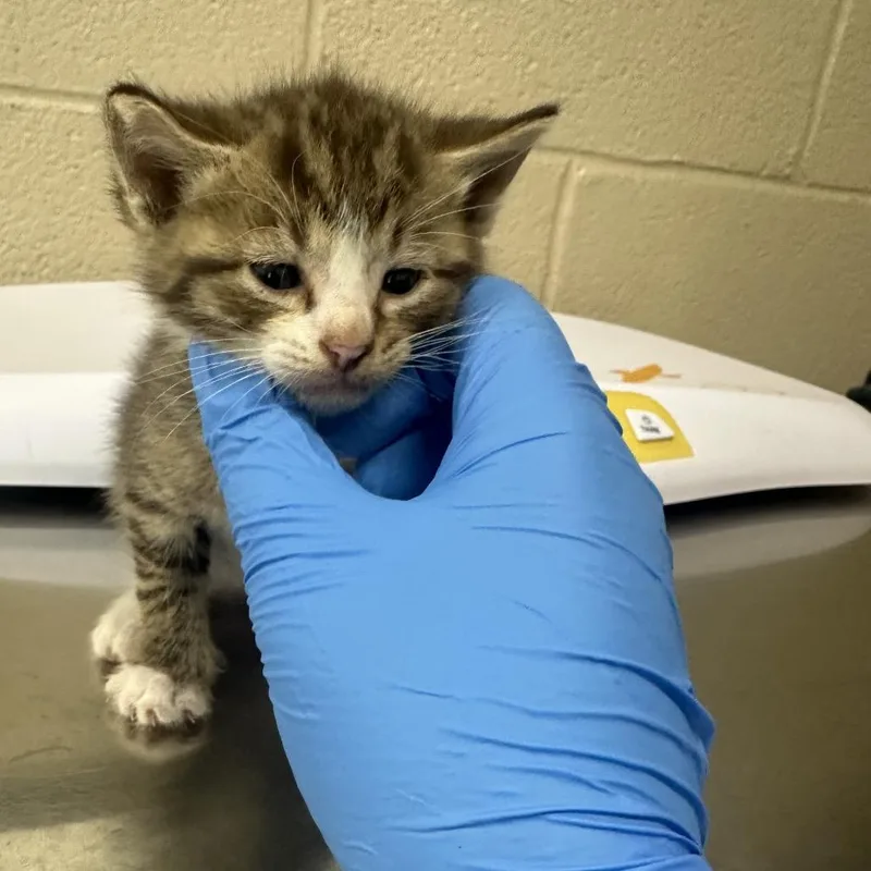 A baby small-sized male Gray / Blue / Silver Domestic Short Hair cat named Kuromi for adoption in Troy, VA