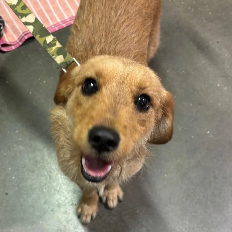 An adult small-sized female Wirehaired Dachshund dog named Sunny for adoption in Tampa, FL