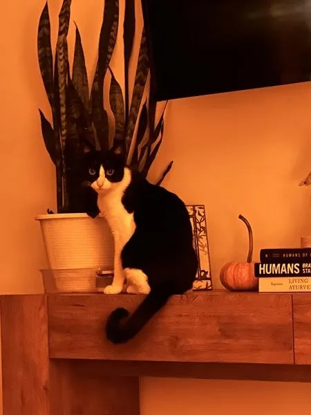 A young medium-sized female Domestic Short Hair cat named Oreo Milkshake for adoption in Ridgewood, NY