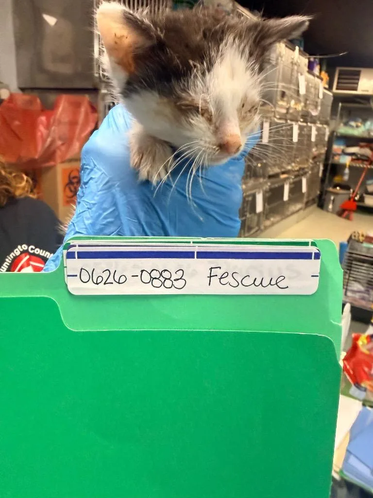 A baby medium-sized male Domestic Short Hair cat named Fescue for adoption in Huntington, IN