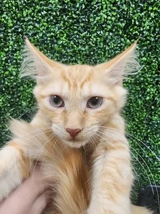 A baby small-sized male Domestic Medium Hair cat named Hulk $ for adoption in Seneca, SC