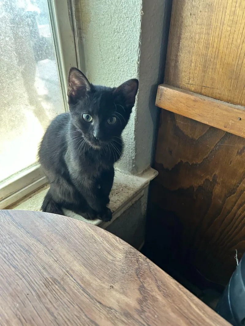 Jack Black thumbnail 2