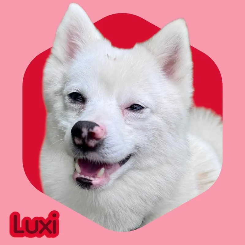 Luxi