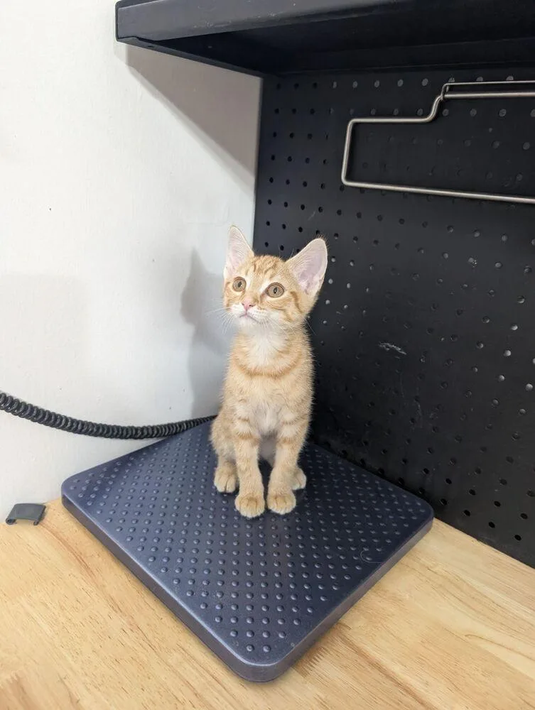 A baby small-sized female Tabby (Orange / Red) Domestic Short Hair cat named Mambo for adoption in Anoka, MN