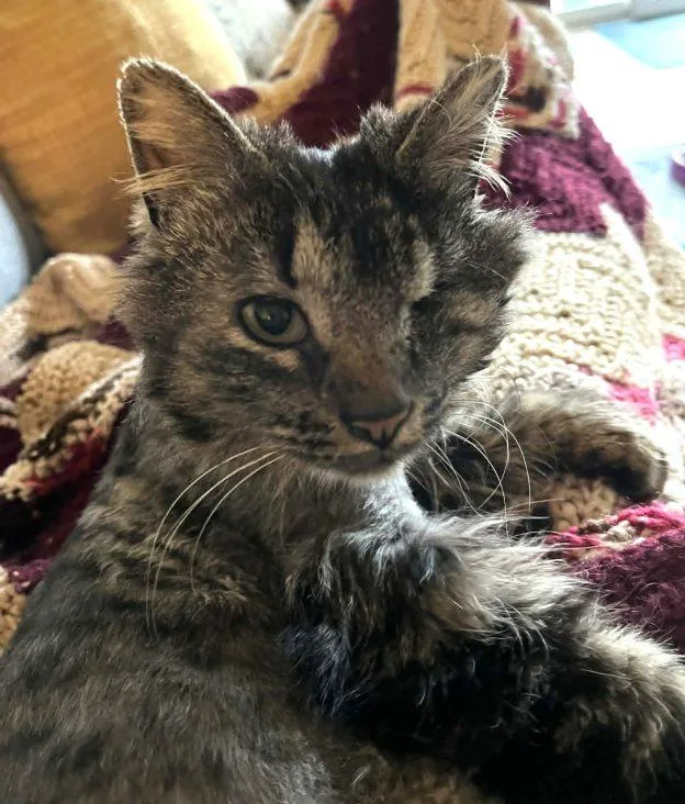 An adult medium-sized female Tabby (Gray / Blue / Silver) Tabby cat named Lucky for adoption in Anchorage, AK