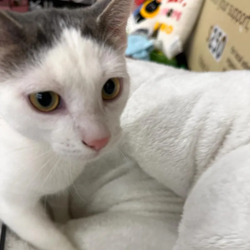 A baby small-sized male Calico Domestic Short Hair cat named Whatchamacalit for adoption in Union, MO