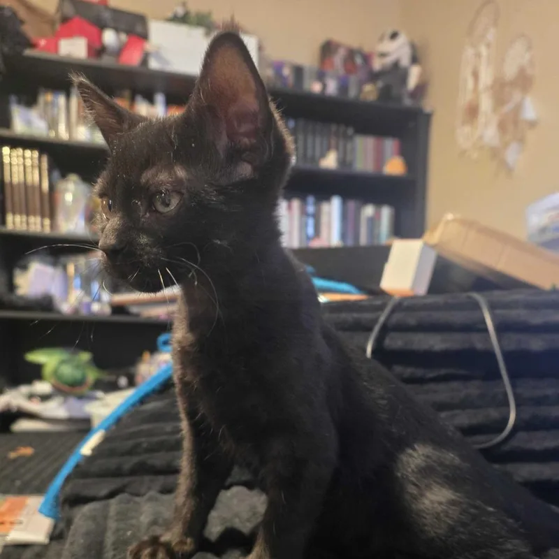 A baby small-sized male Black Domestic Short Hair cat named Bagheera for adoption in Grantsville, UT