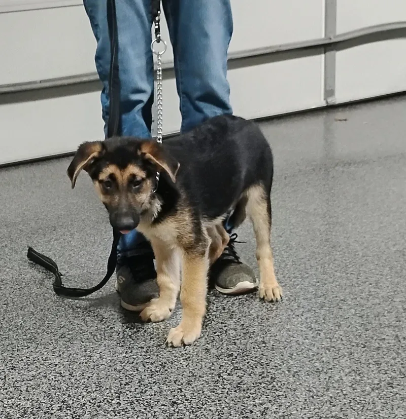 A baby large-sized male Black German Shepherd Dog dog named Brutus for adoption in Sulphur, OK