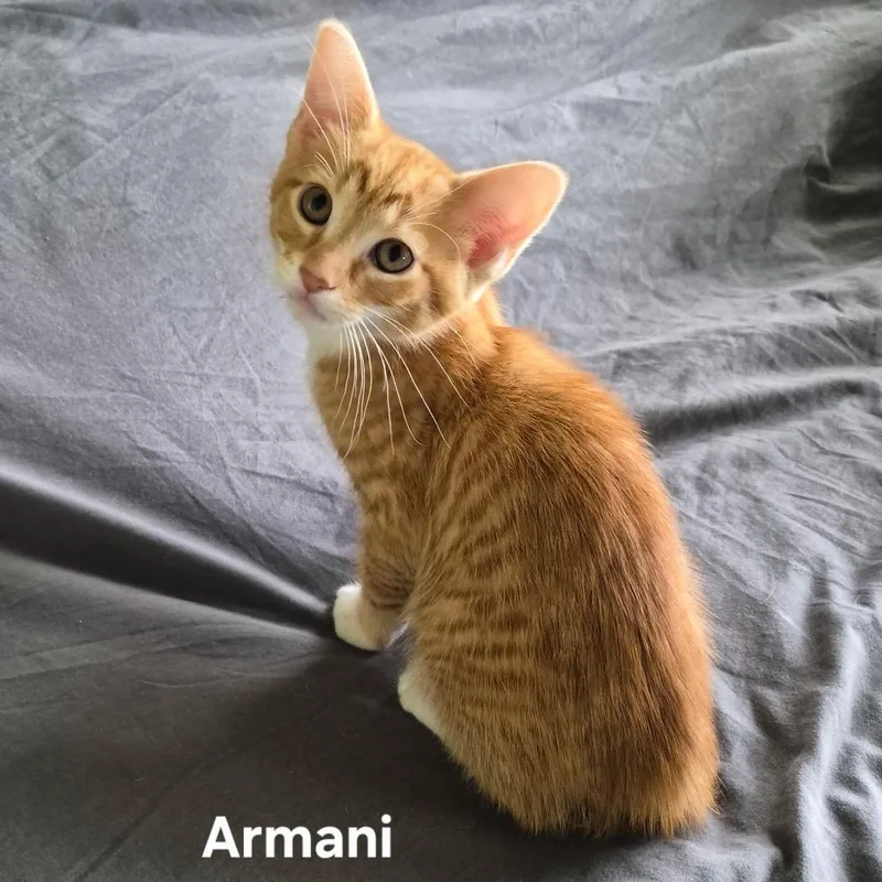 A baby small-sized male Orange / Red Domestic Short Hair cat named Armani for adoption in Matteson, IL