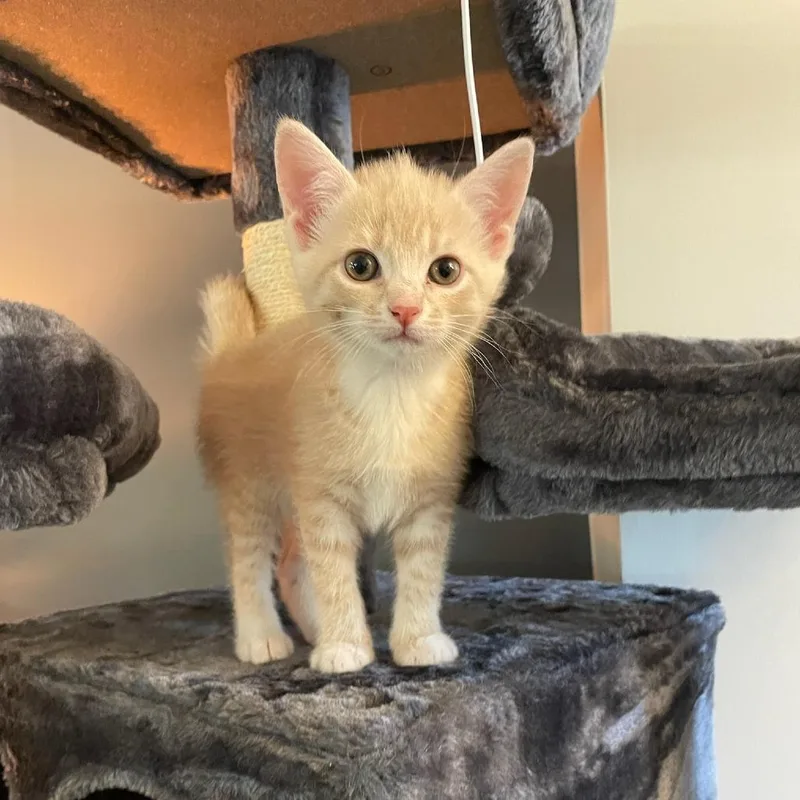 A baby small-sized female Orange / Red American Shorthair cat named Ginny for adoption in Inman, SC