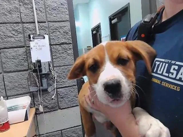 A baby small-sized female German Shepherd Dog dog named Jellybean for adoption in Tulsa, OK