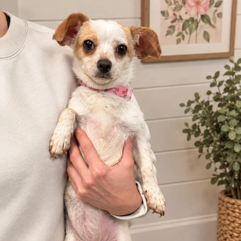 A young small-sized female White / Cream Chihuahua dog named Pippie for adoption in Baton Rouge, LA