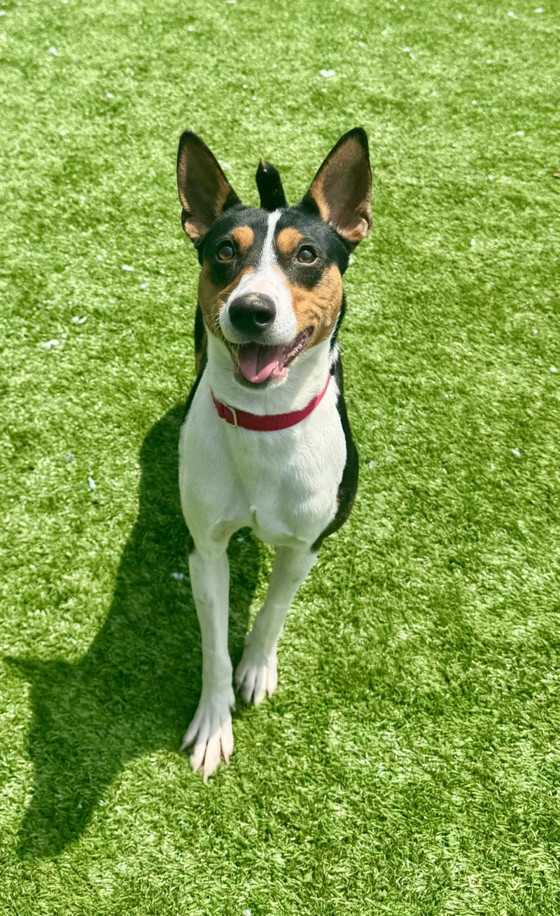 A young medium-sized male Tricolor (Brown, Black, & White) Smooth Fox Terrier dog named Wishbone for adoption in Long Beach, NY