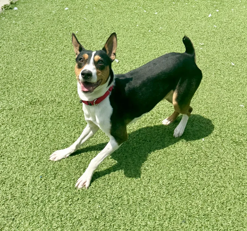 Wishbone thumbnail 3