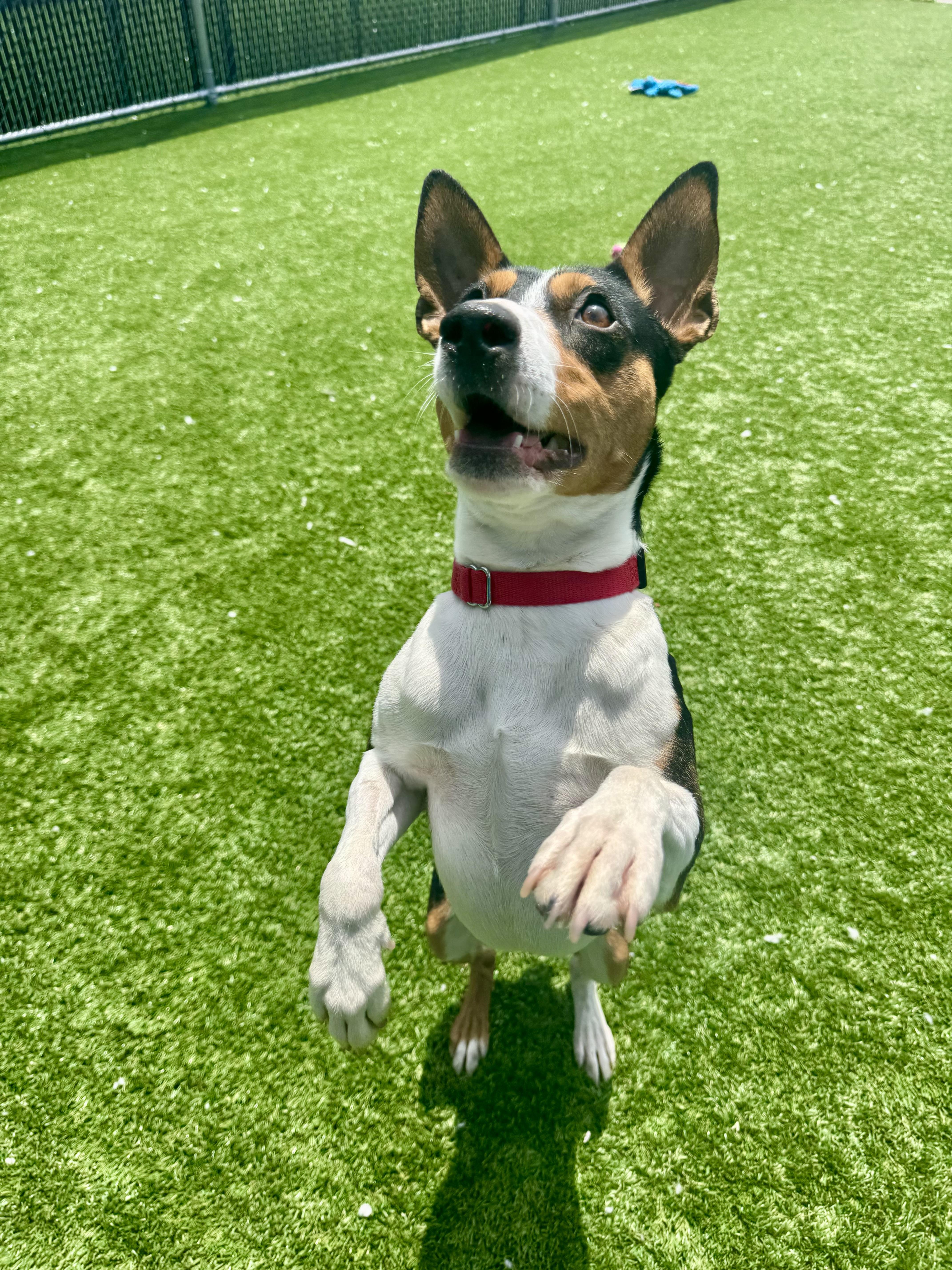 Wishbone thumbnail 5