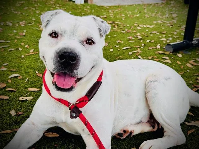 An adult medium-sized female Pit Bull Terrier dog named Snow for adoption in Orlando, FL
