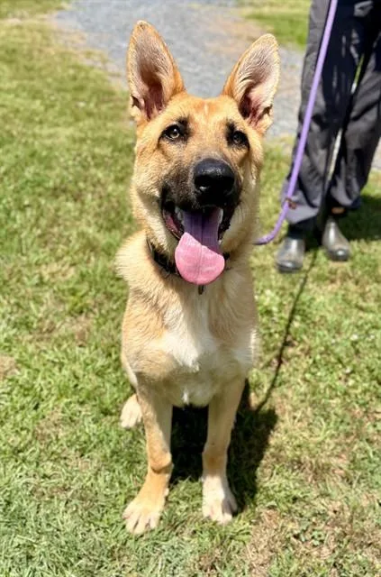 A young large-sized male German Shepherd Dog dog named Alex for adoption in York, SC