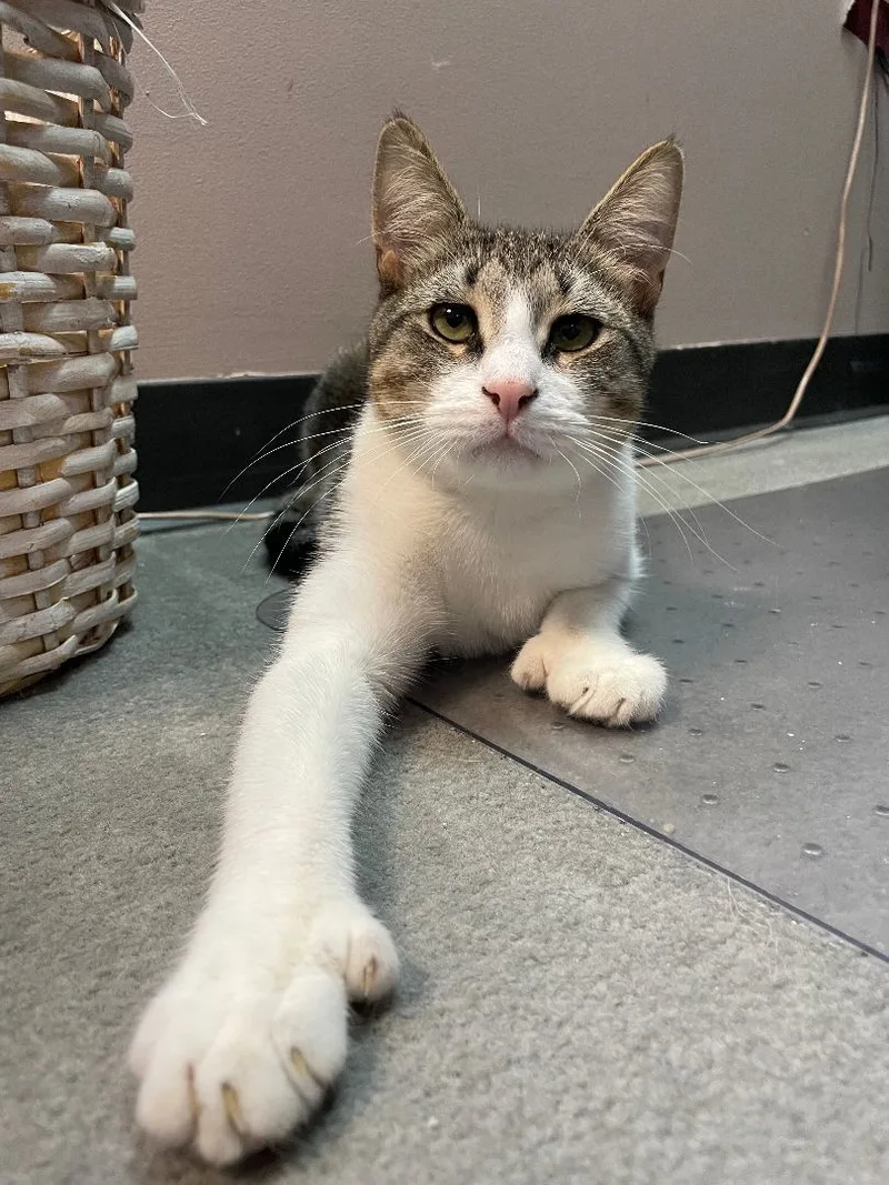 An adult medium-sized male Tabby (Buff / Tan / Fawn) Extra-Toes Cat / Hemingway Polydactyl cat named Grayson for adoption in Hawthorne, NJ