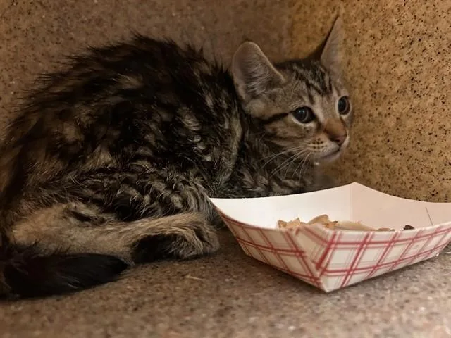 A baby small-sized female Domestic Short Hair cat named Tamale for adoption in Riverside, CA