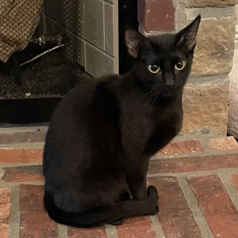 Queen Nova