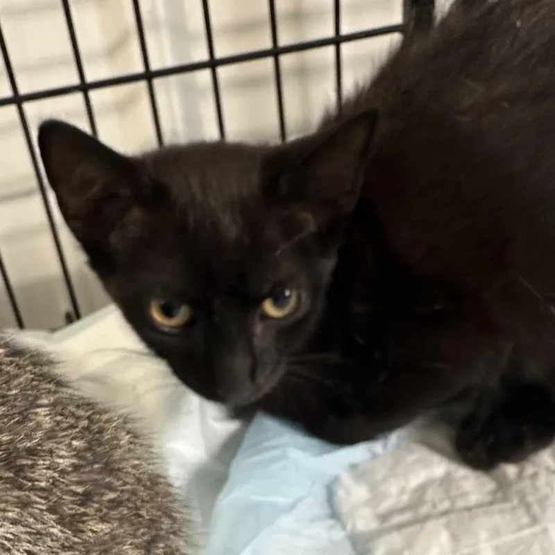 A baby small-sized male Black Domestic Short Hair cat named Carl for adoption in Corbin, KY