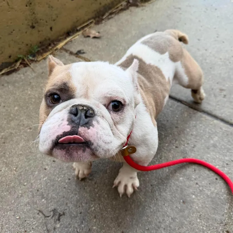 A baby medium-sized male White / Cream Pit Bull Terrier dog named Dr. Langdon for adoption in Northbrook, IL