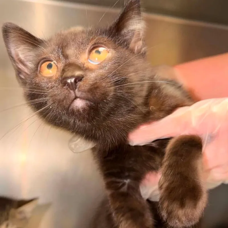 A baby small-sized female Black Domestic Short Hair cat named Yogi for adoption in Charleston, WV