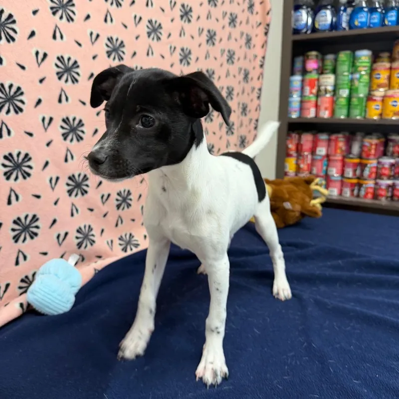 Sundance Kid thumbnail 2