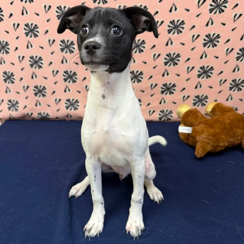 Sundance Kid thumbnail 3