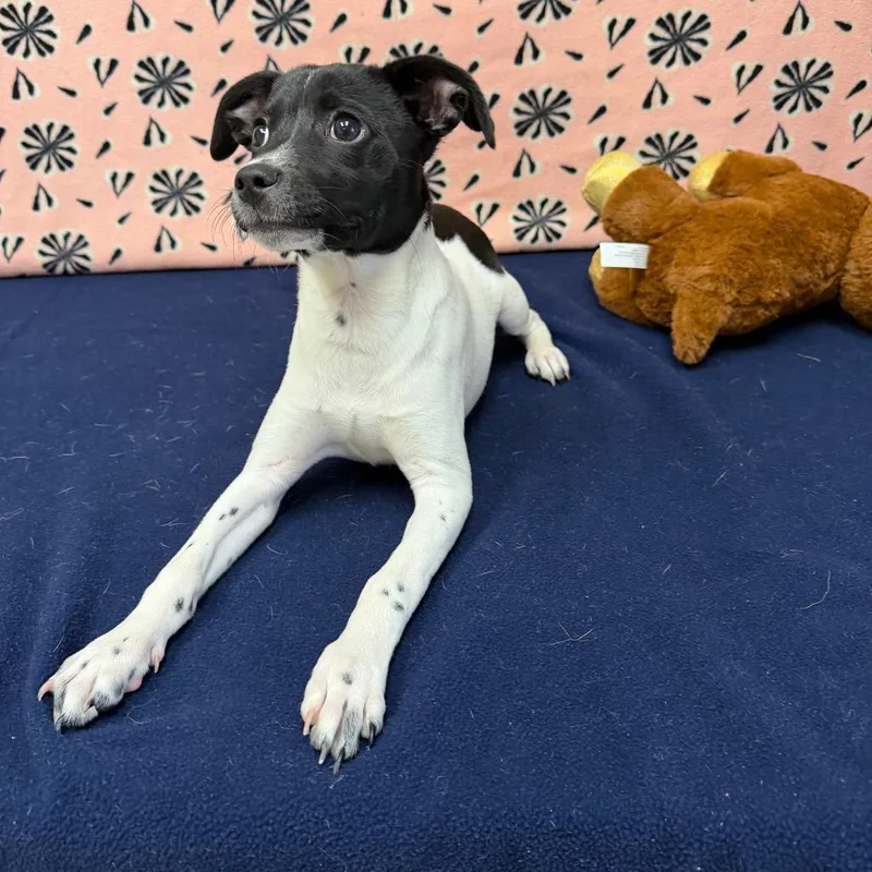 Sundance Kid thumbnail 4