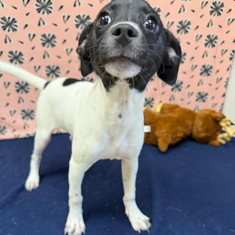 Sundance Kid thumbnail 5