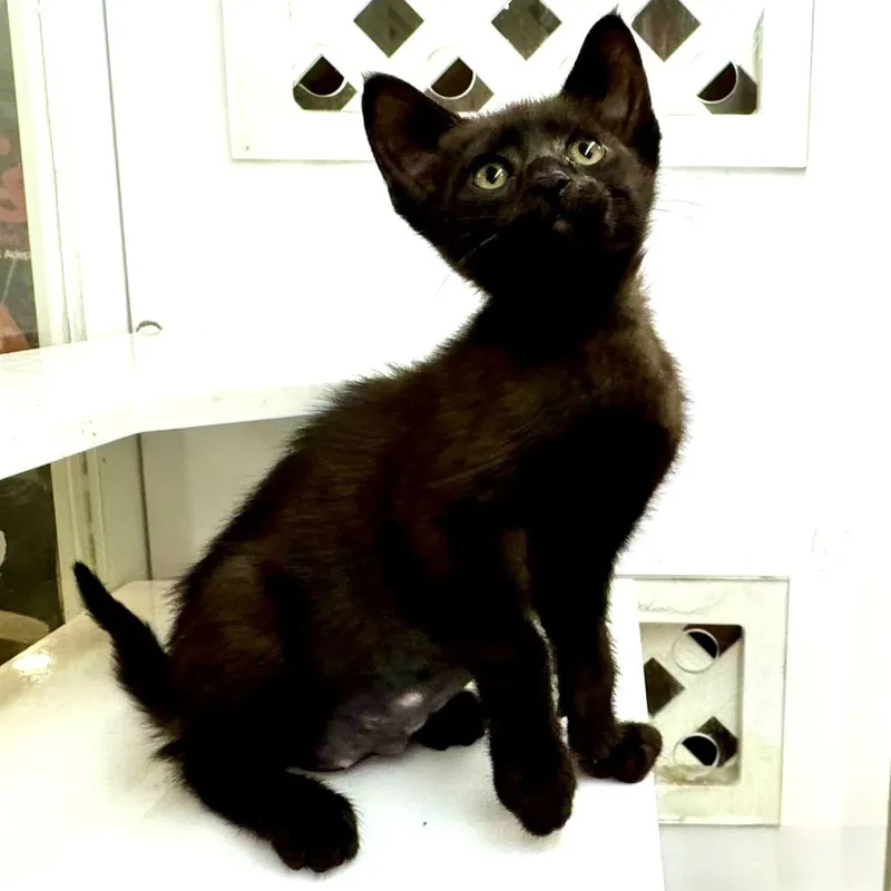 A baby small-sized female Domestic Short Hair cat named Wish Me Mell for adoption in Los Angeles, CA
