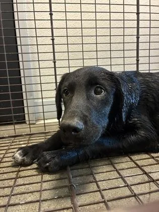 A baby medium-sized male Labrador Retriever dog named Short Breadward for adoption in Fresno, CA