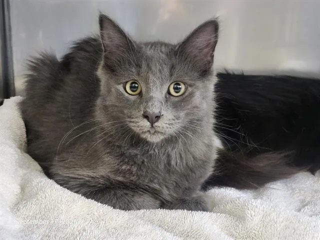 A young small-sized male Domestic Medium Hair cat named Cinder for adoption in Santa Cruz, CA