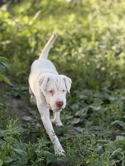 An adult medium-sized female Shar-Pei dog named Elise for adoption in Humboldt, IA
