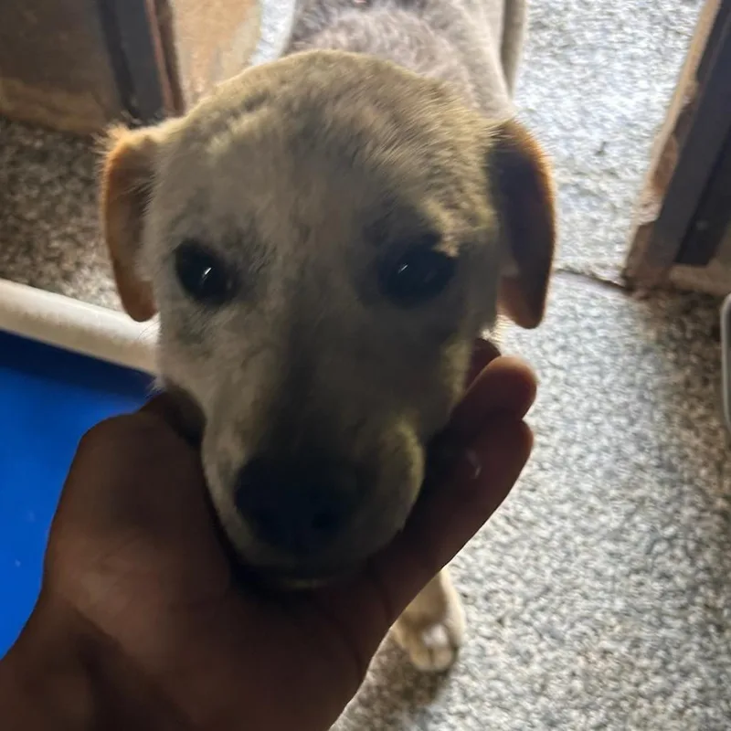 Tucker