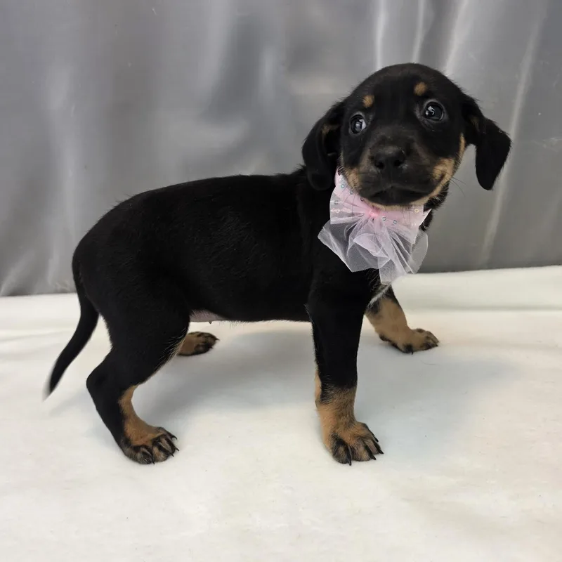 A baby medium-sized female Tricolor (Brown, Black, & White) Labrador Retriever dog named Aurora for adoption in Foley, AL